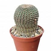 Купить Кактус Лобивия фамантимская d6,5 см по низкой цене