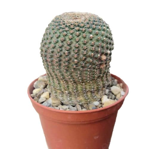 Купить Кактус Лобивия фамантимская d6,5 см по низкой цене