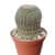 кактус лобивия фамантимская d6,5 см Купить Кактус Лобивия фамантимская d6,5 см по низкой цене