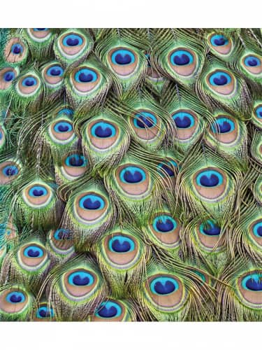 Купить Покрывало Ambesonne стеганое Павлиний мир , Евро 220x235 см по низкой цене