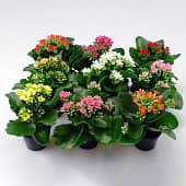 Купить Каланхоэ Росалина Микс d6 см по низкой цене