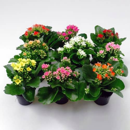 Купить Каланхоэ Росалина Микс d6 см по низкой цене