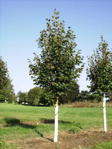 Купить Липа мелколистная Гринспаер (Tilia cordata Greenspire) саженец, 10 шт. в упаковке по низкой цене