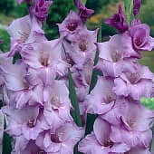 Купить Гладиолус Блю Тропик по низкой цене