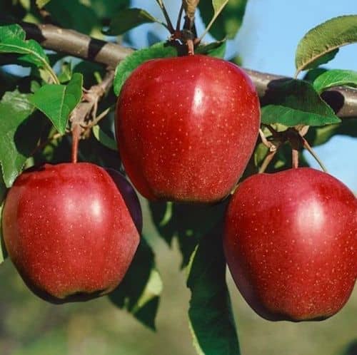 Купить Яблоня Глостер домашняя (саженец), 10 шт. в упаковке по низкой цене