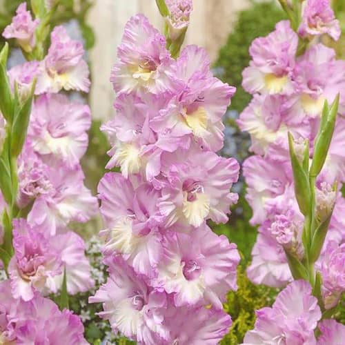 Купить Гладиолус крупноцветковый Владивосток 12/14, 7 7 шт в упаковке Blooming Life по низкой цене