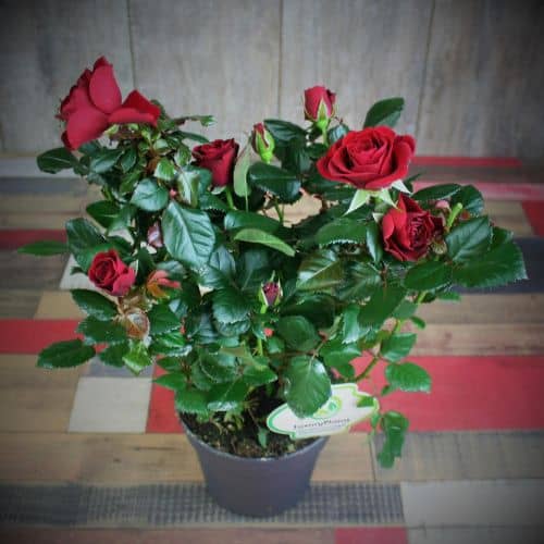 Купить Роза  Luxury Plants патио Аморе красная по низкой цене