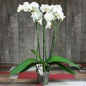 Купить Орхидея Luxury Plants фаленопсис белая, 3 ствола по низкой цене