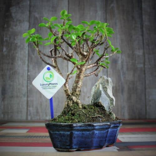 Купить Крассула Luxury Plants Счастливый Суйдзей, со скалой по низкой цене