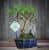 Купить Крассула Luxury Plants Счастливый Суйдзей, со скалой по низкой цене