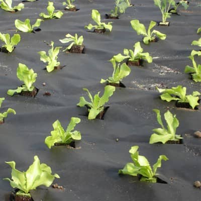 Купить Агропленка Агротекс 60 UV черная 1,6х200 м по низкой цене