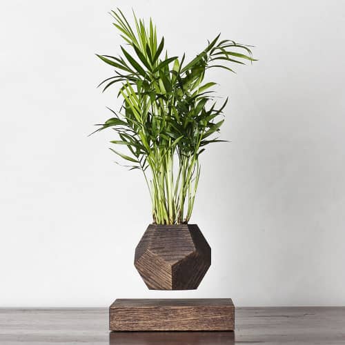 Купить Хамедорея Levitera левитирующая, венге по низкой цене