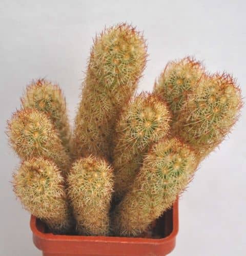 Купить Кактус Mammilliaria elongata по низкой цене