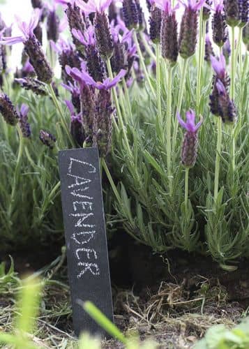 Купить Набор табличек для маркировки растений Esschert Design по низкой цене