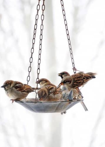 Купить Подвесная кормушка – купальня для птиц с двумя птичками Esschert Design по низкой цене