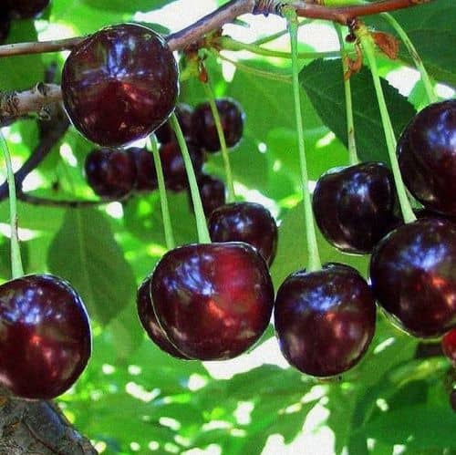 Купить Вишня Балатон (саженец), 10 шт. в упаковке по низкой цене