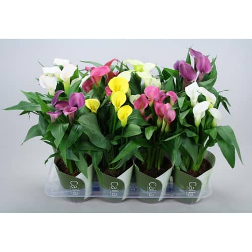 Купить Калла d12 см по низкой цене