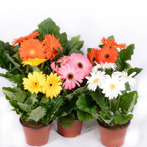 Купить Гербера d15 см по низкой цене