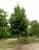 Купить Липа кавказская (Tilia caucasica) саженец, 10 шт. в упаковке по низкой цене