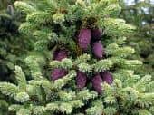 Купить Ель Чёрная (Picea mariana) саженец, 10 шт. в упаковке по низкой цене