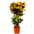 Купить Кротон Luxury Plants Миссис Айстон по низкой цене
