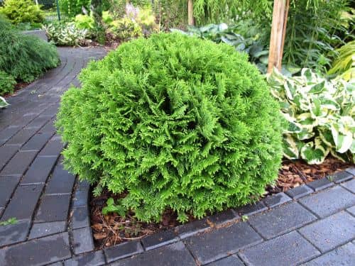 Купить Туя западная Tини Тим (Thuja occidentalis Tiny Tim) саженец, 10 шт. в упаковке по низкой цене