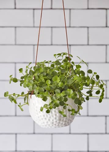 Купить Подвесное кашпо Dot Indoor Pots Collection Burgon & Ball по низкой цене