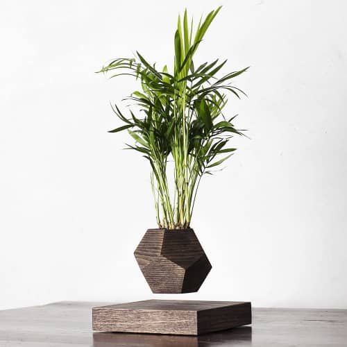 Купить Хамедорея Levitera левитирующая, венге по низкой цене