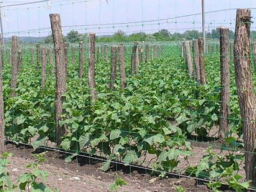 Купить Сетка Протэкт Ф-90/1/10 зеленый для винограда по низкой цене