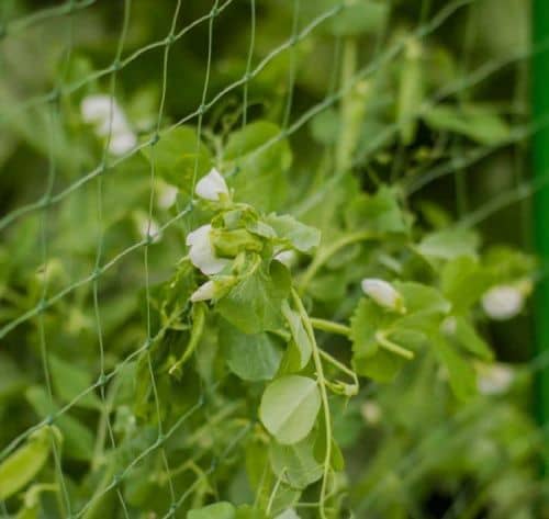 Купить Сетка Протэкт У-45 для гороха хаки 45х45 мм 6 м по низкой цене