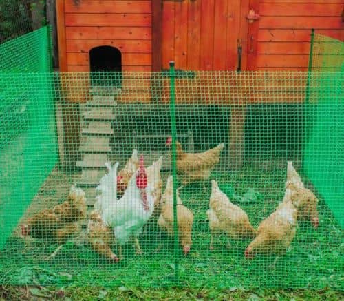 Купить Сетка Протэкт Ф-17 для птичников зеленая 17х17 мм по низкой цене