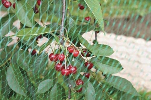 Купить Сетка Протэкт У-6/2/10 от птиц по низкой цене