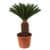 Купить Цикас Luxury Plants по низкой цене