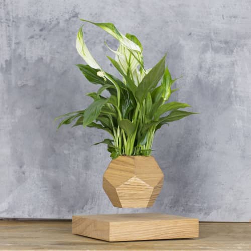 Купить Спатифиллум Levitera левитирующий, светлый по низкой цене