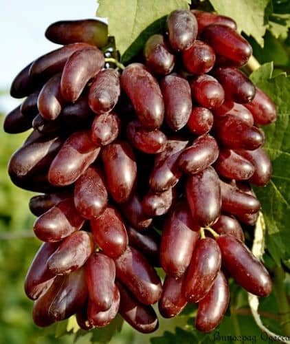 Купить Саженцы винограда Карнавал, 10 шт. в упаковке по низкой цене