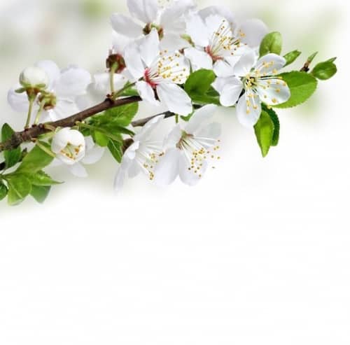 Панель ПВХ Novita 3D Вишня потолочная 1800х250 мм 6 штук