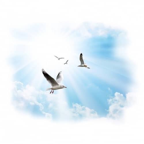 Панель ПВХ Novita 3D Чайки потолочная 2000х250 мм 8 штук Панель ПВХ Novita 3D Чайки потолочная 2000х250 мм 8 штук