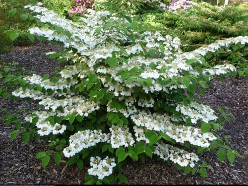 Купить Калина складчатая Ватенабе (Viburnum plicatum Watanabe ) вечноцветущая саженец, 10 шт. в упаковке по низкой цене