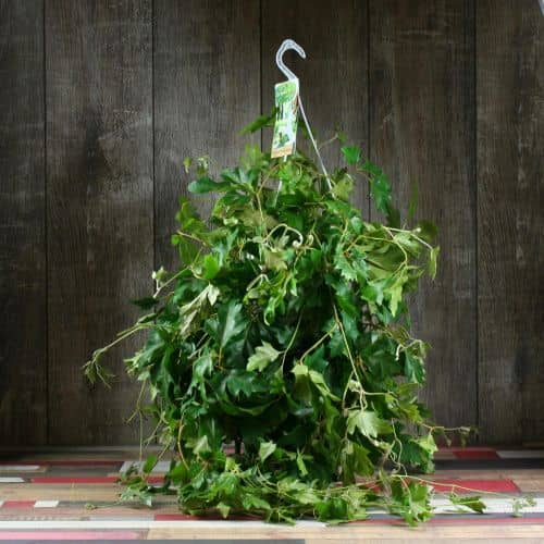 Купить Циссус Luxury Plants подвесной по низкой цене