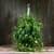 Купить Циссус Luxury Plants подвесной по низкой цене