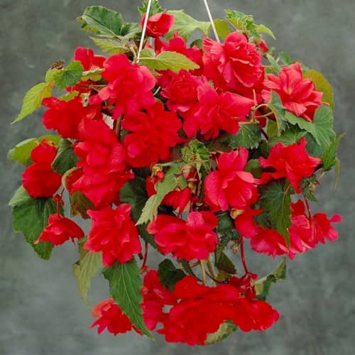 Купить Бегония ампельная красная по низкой цене