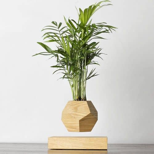 Купить Хамедорея Levitera левитирующая, светлая по низкой цене