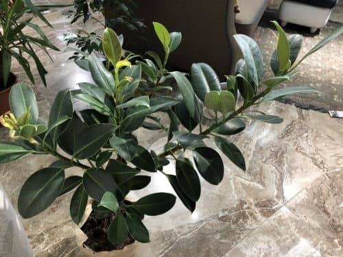 Купить Фикус Ficus Elastica Melany Twisted Stem каучуконосный по низкой цене