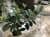 Купить Фикус Ficus Elastica Melany Twisted Stem каучуконосный по низкой цене