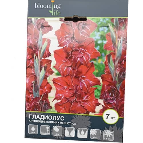 Купить Гладиолус крупноцветковый Мерло Айс 12/14, 7 по низкой цене