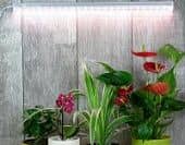 Купить Фитосветильник Luxury Plants светодиодный, 10 Вт по низкой цене