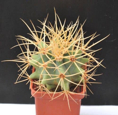 Купить Кактус Ferocactus glaucescens по низкой цене