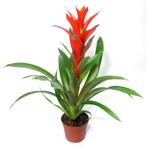 Купить Гузмания Калипсо/Остара/Аллюра d13 см по низкой цене