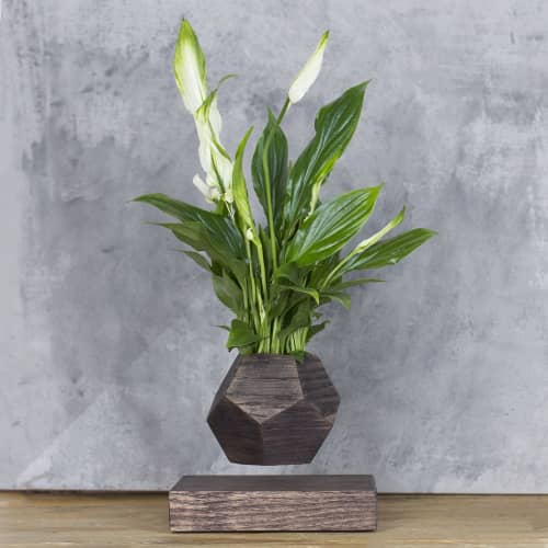 Купить Спатифиллум Levitera левитирующий, венге по низкой цене