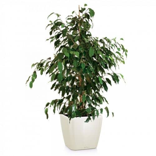 Купить Кашпо Lechuza Quadro LS 28 см по низкой цене